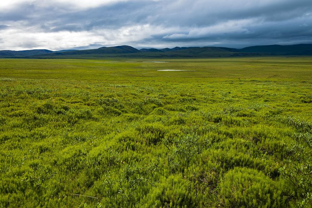 Vast treeless Arctic tundra landscape with low shrubs and distant hills under an open sky